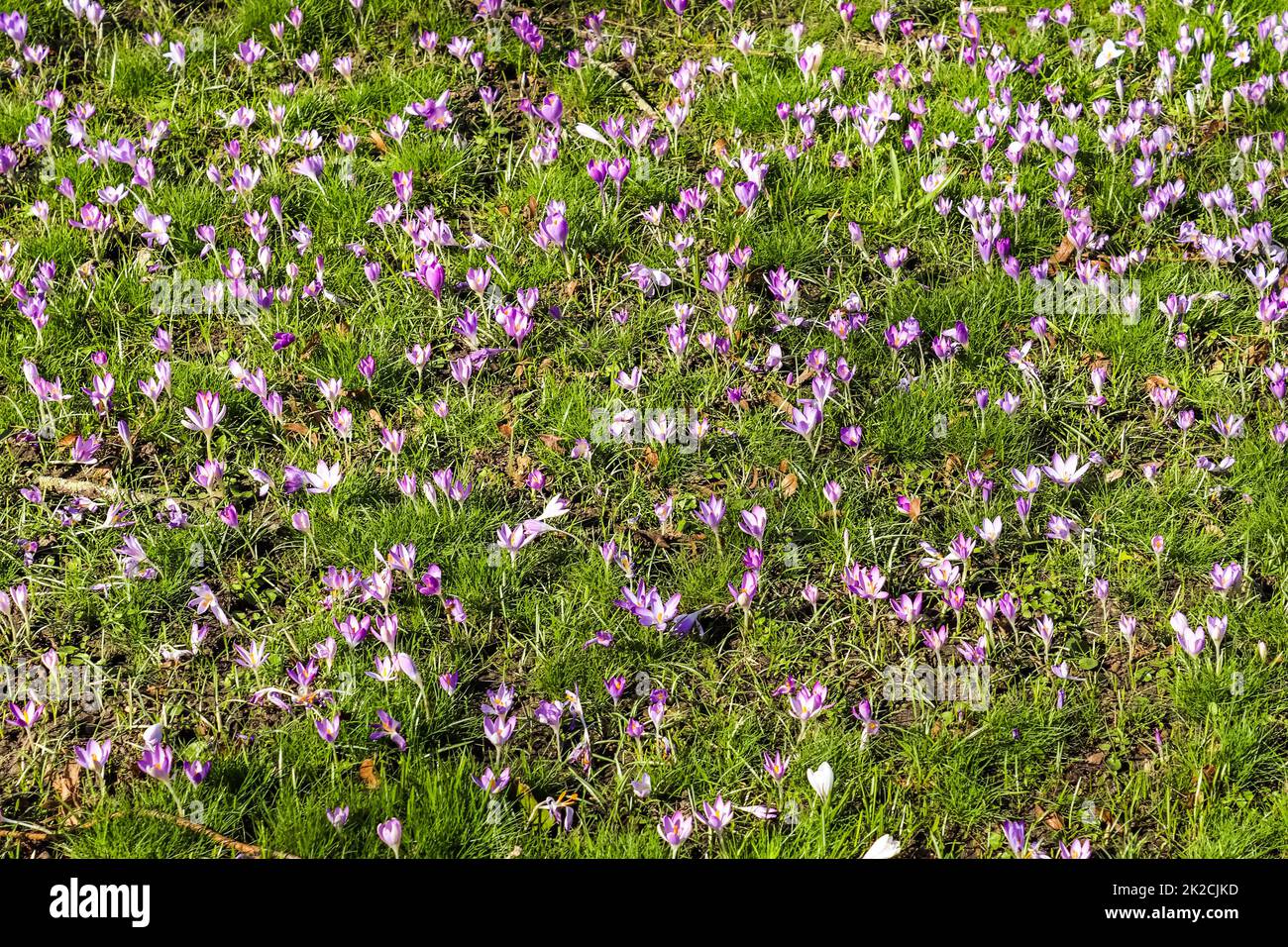 Un sacco di croco viola che cresce all'esterno. Vista sulla magica fioritura dei fiori primaverili, il crocus sativus Foto Stock