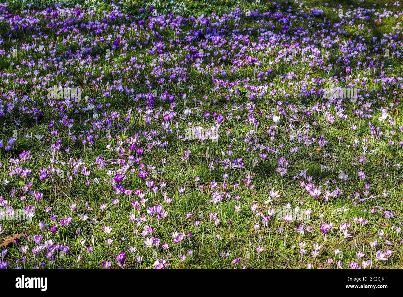 Un sacco di croco viola che cresce all'esterno. Vista sulla magica fioritura dei fiori primaverili, il crocus sativus Foto Stock