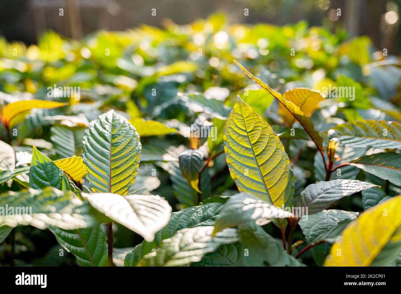 Kratom Mitragyna speciosa verde è un tipo di droga Foto Stock