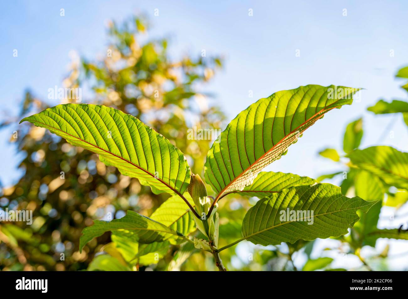 Kratom Mitragyna speciosa verde è un tipo di droga Foto Stock