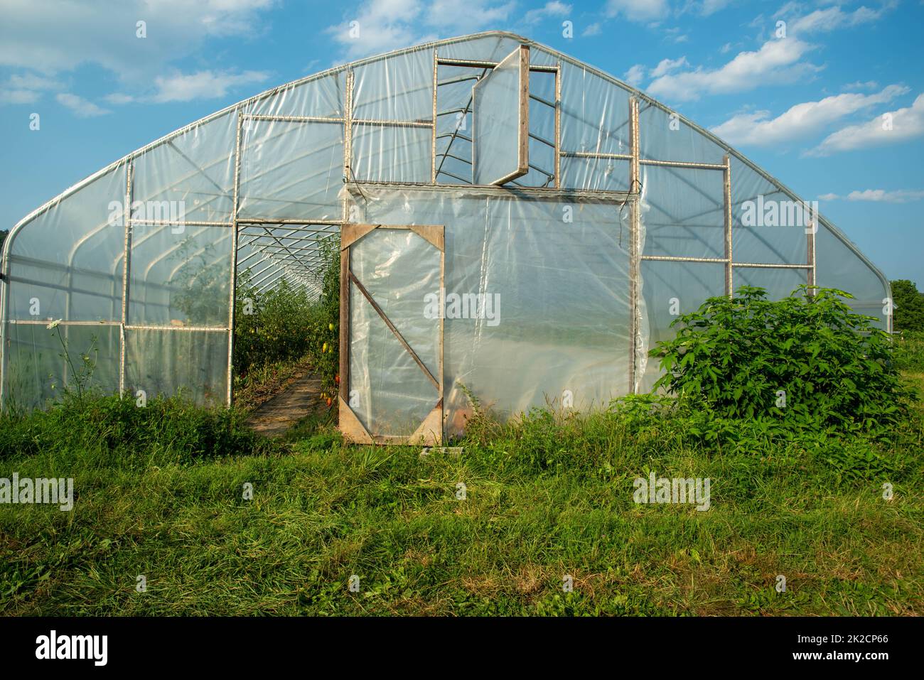 Vista attraverso la porta aperta della serra di pomodoro con erba e cielo blu Foto Stock