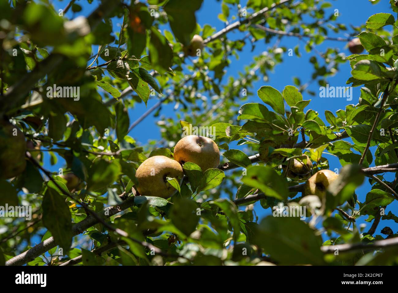 Un grappolo di mele dorate in russet sull'albero con cielo blu Foto Stock