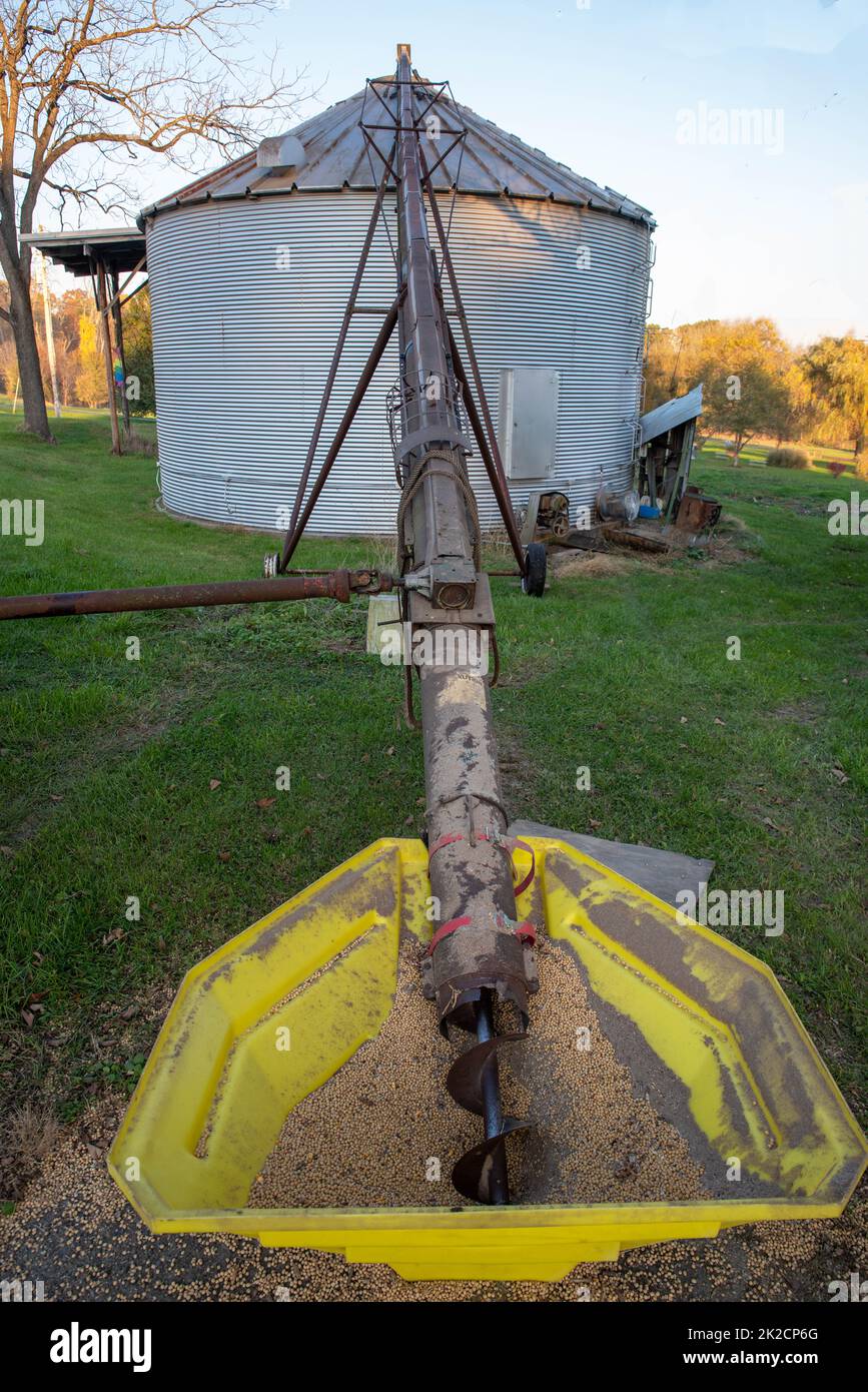 Raccolta della soia con essiccatore granella e convogliatore a coclea Foto Stock