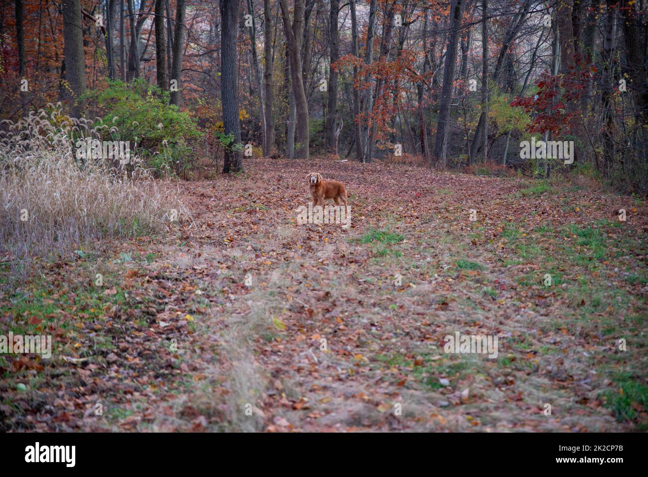 Variopinto scenario di bosco autunnale con il cane da caccia Golden Retriever Foto Stock