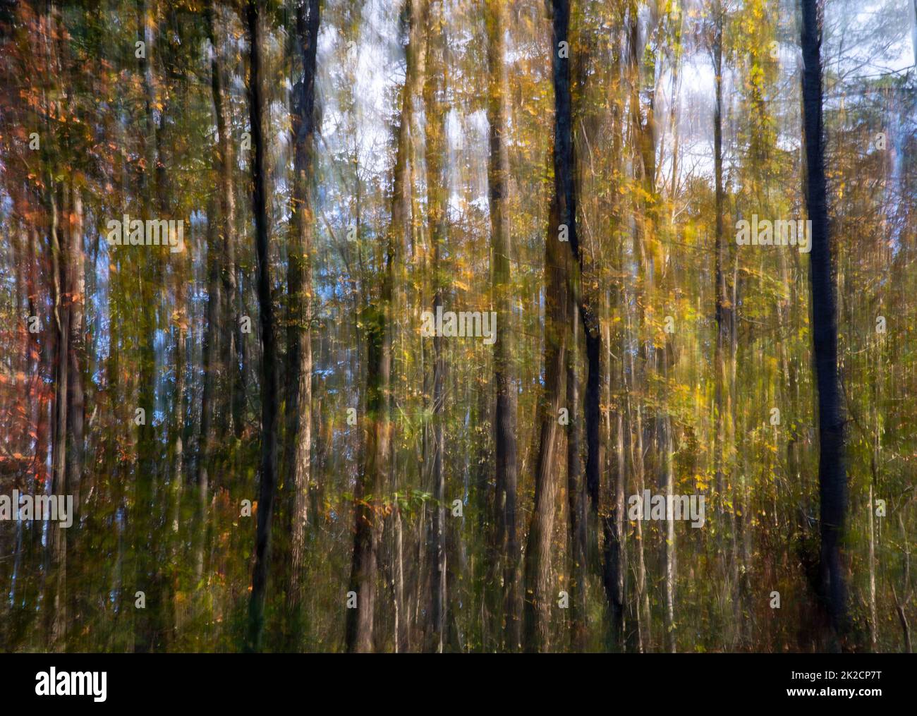 Astratto impressionista bosco sfondo natura e cielo blu Foto Stock
