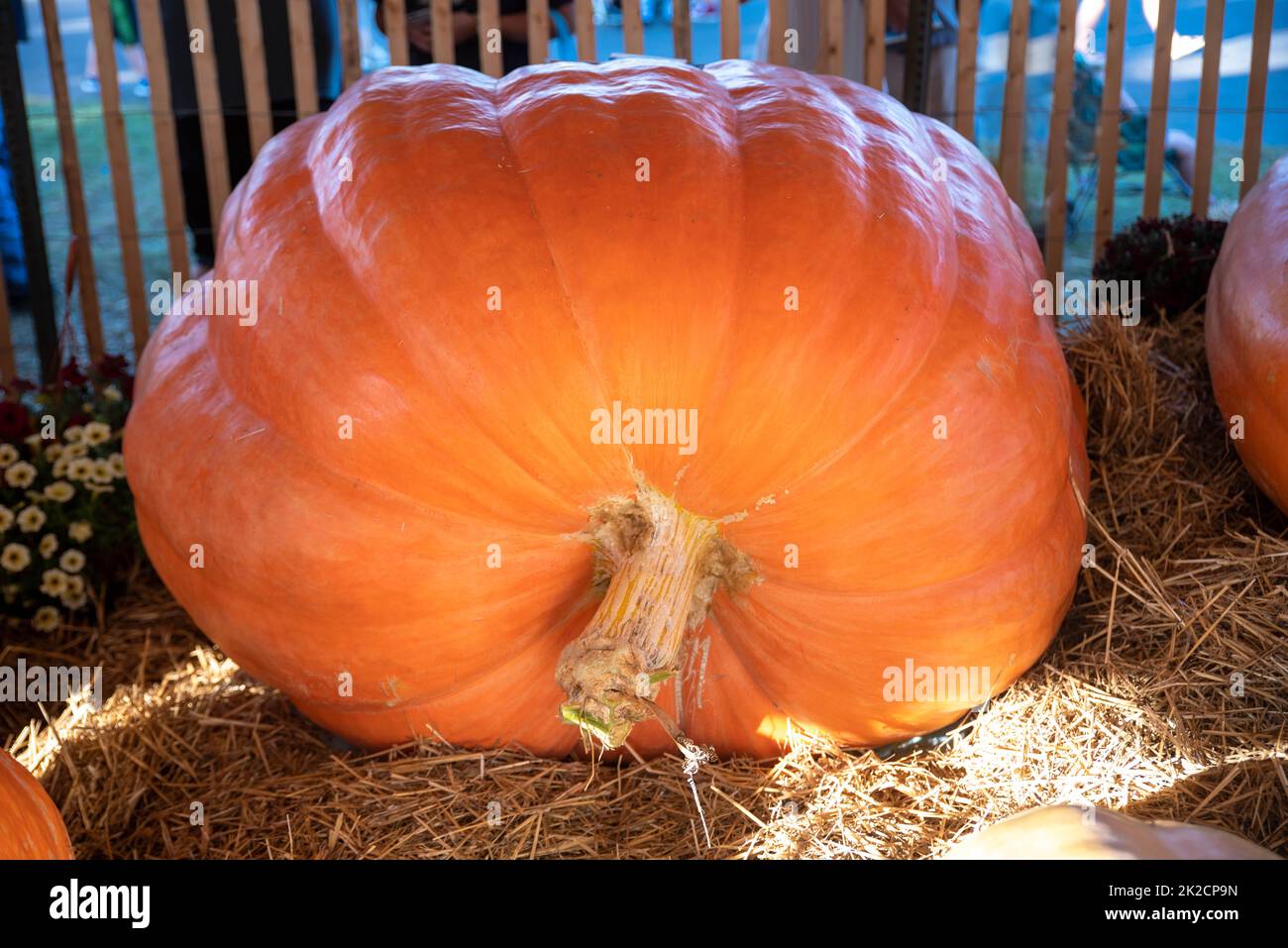 Zucca arancione gigante con gambo lungo alla fiera di paese Foto Stock