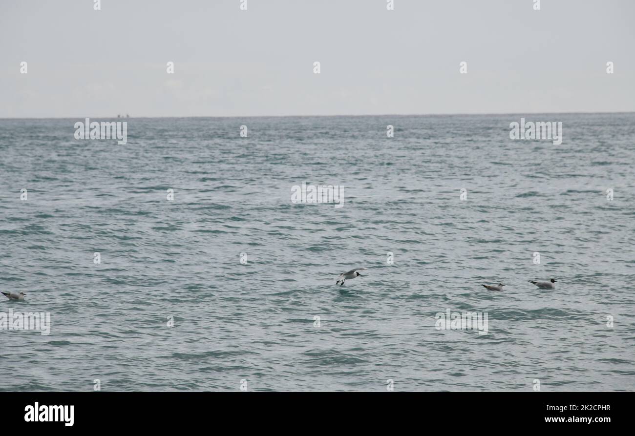 Balneazione gabbiani sul Mar Mediterraneo in provincia di Alicante, Costa Blanca, Spagna Foto Stock