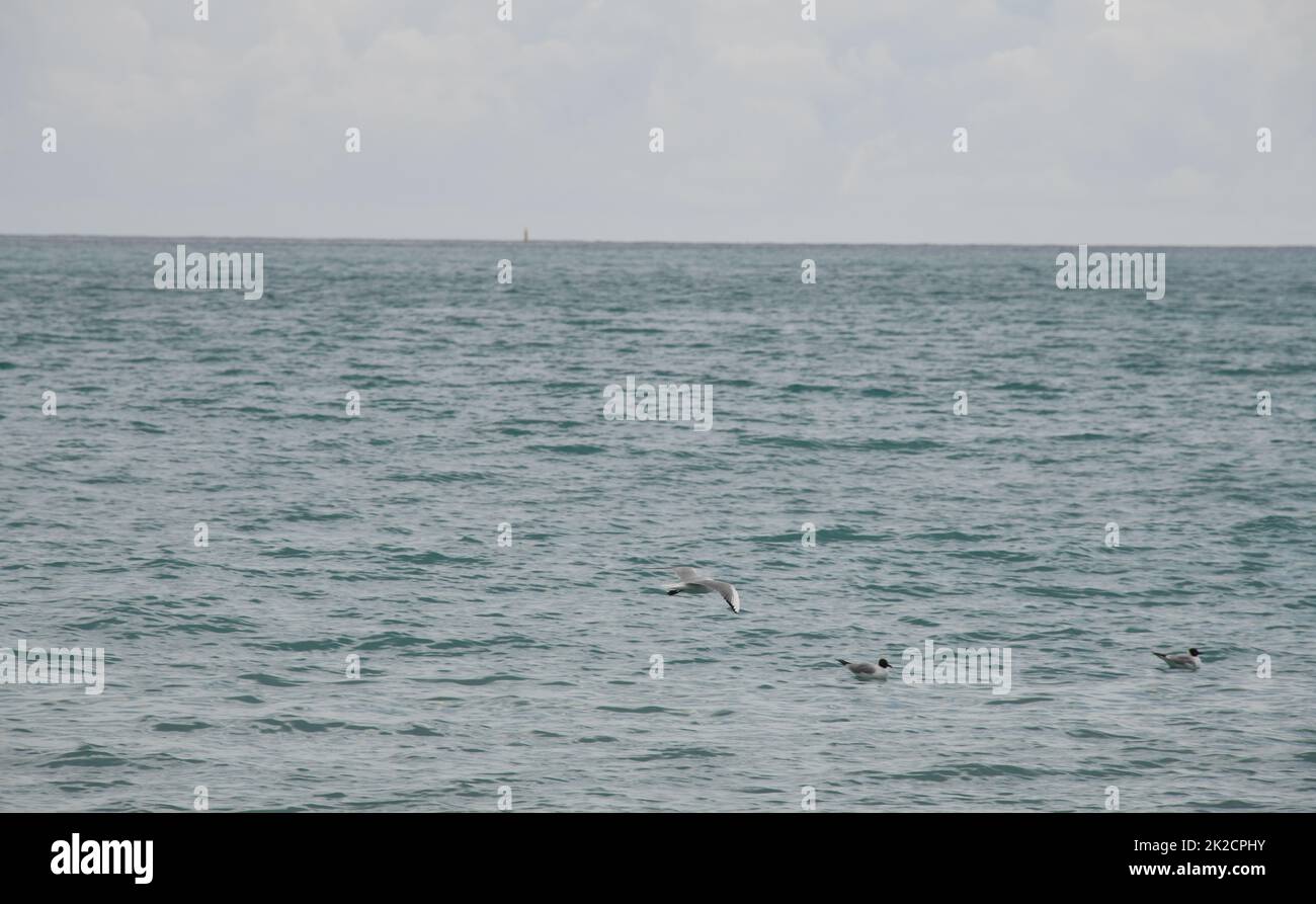 Balneazione gabbiani sul Mar Mediterraneo in provincia di Alicante, Costa Blanca, Spagna Foto Stock