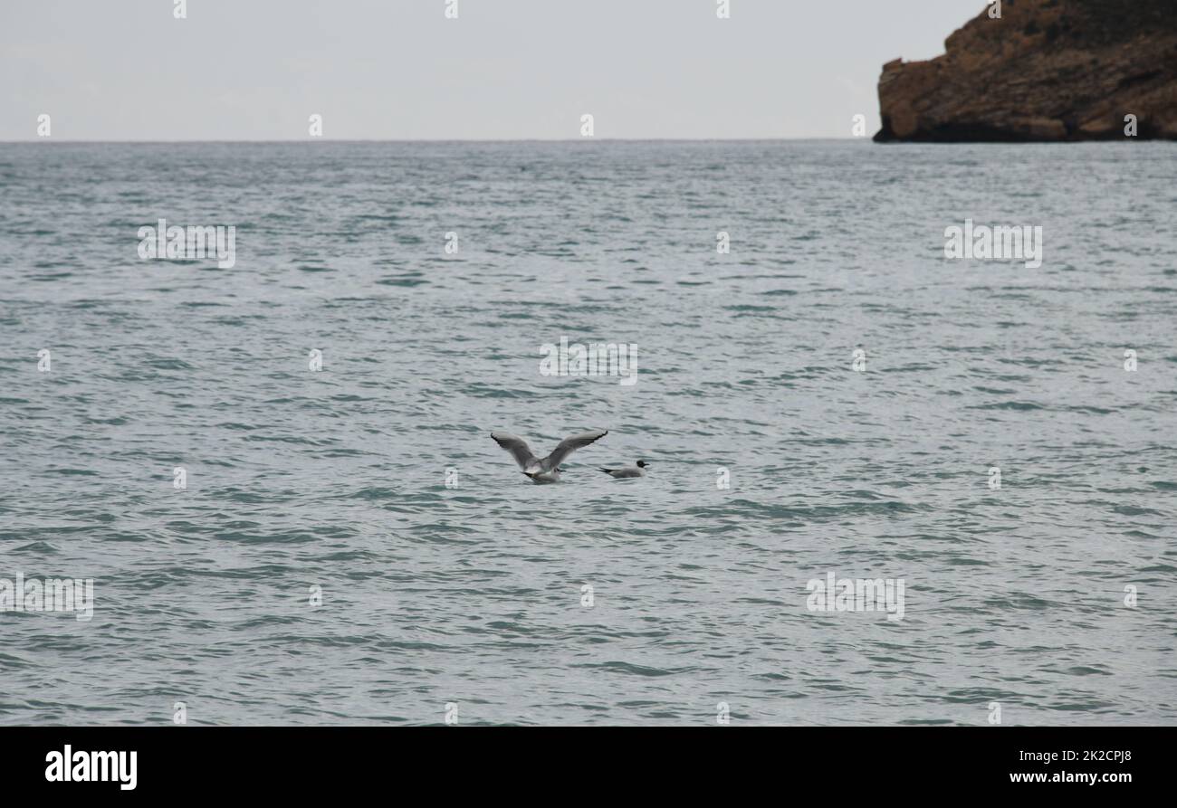 Balneazione gabbiani sul Mar Mediterraneo in provincia di Alicante, Costa Blanca, Spagna Foto Stock