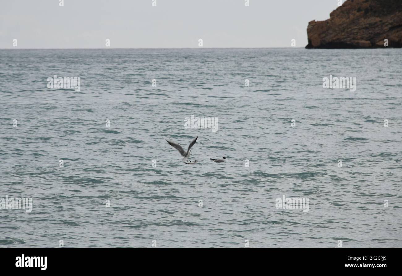Balneazione gabbiani sul Mar Mediterraneo in provincia di Alicante, Costa Blanca, Spagna Foto Stock