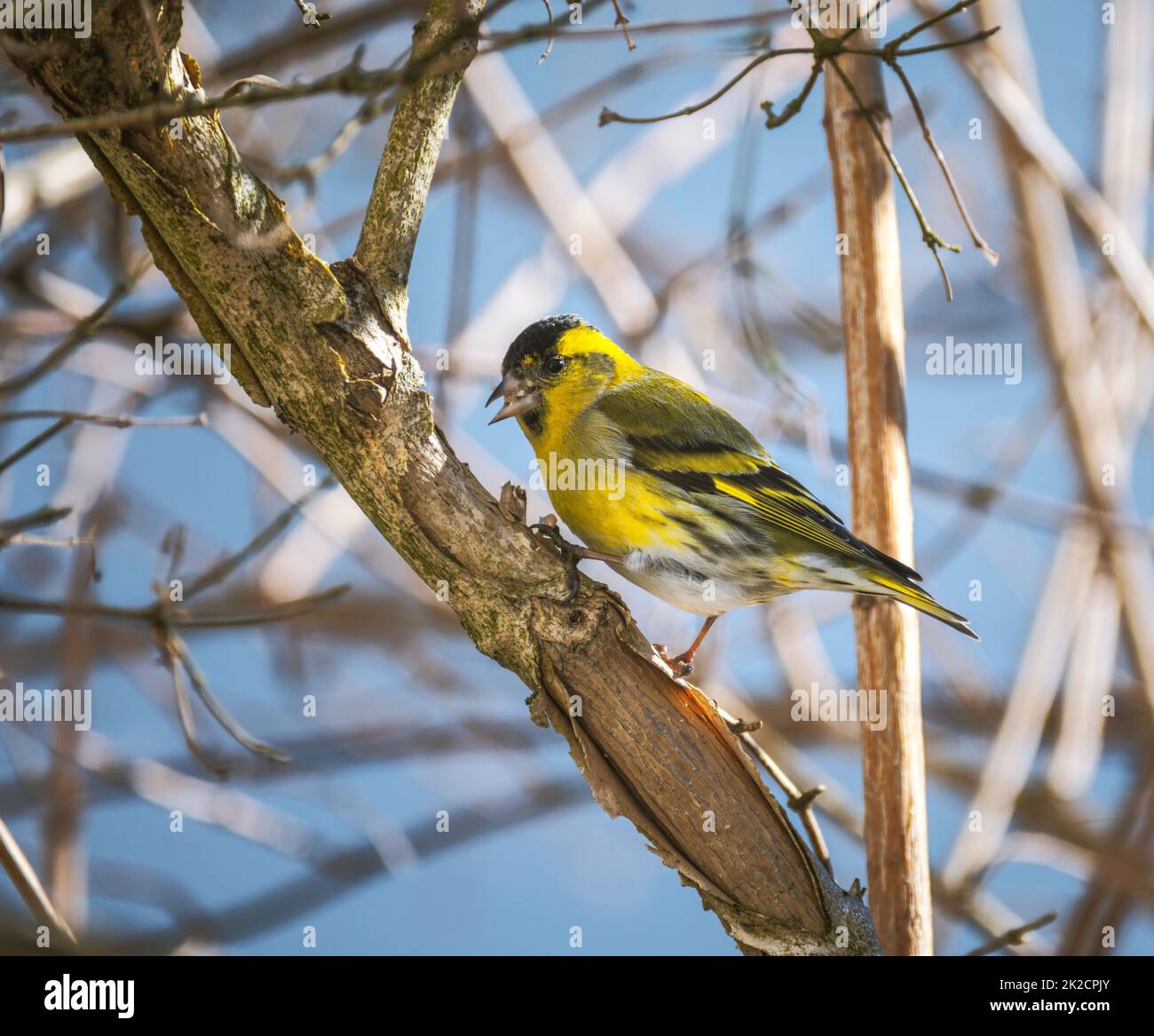 Giallo maschio testa nera oro finch Foto Stock