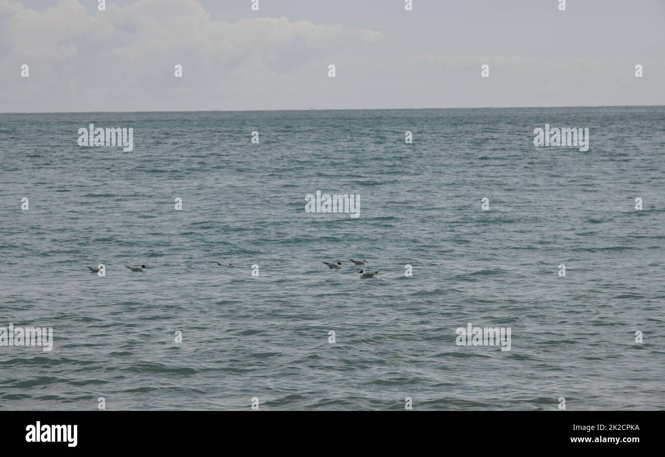 Balneazione gabbiani sul Mar Mediterraneo in provincia di Alicante, Costa Blanca, Spagna Foto Stock