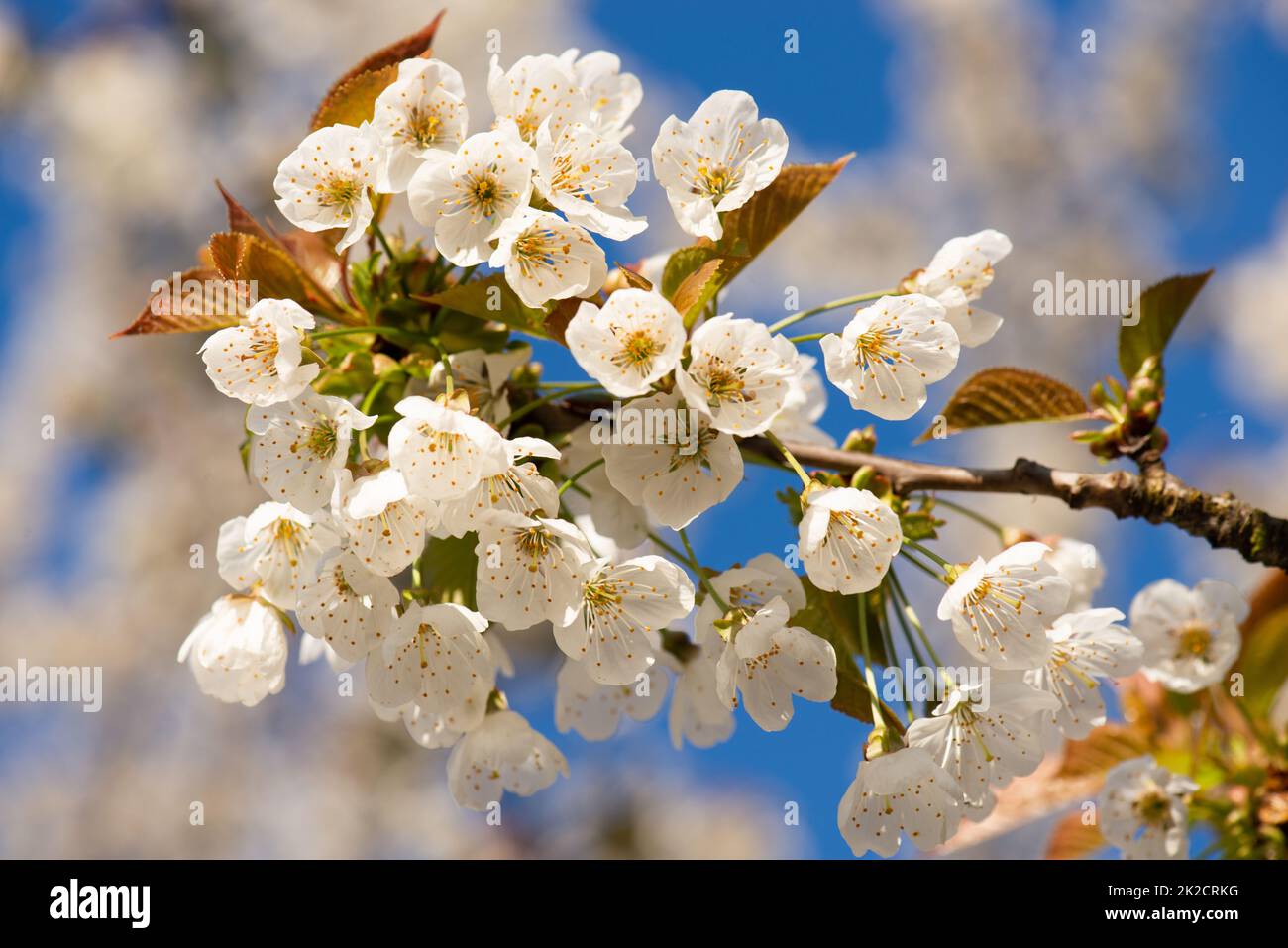 Fiori di ciliegio in primavera, cielo blu, primavera stagione, botanica Foto Stock