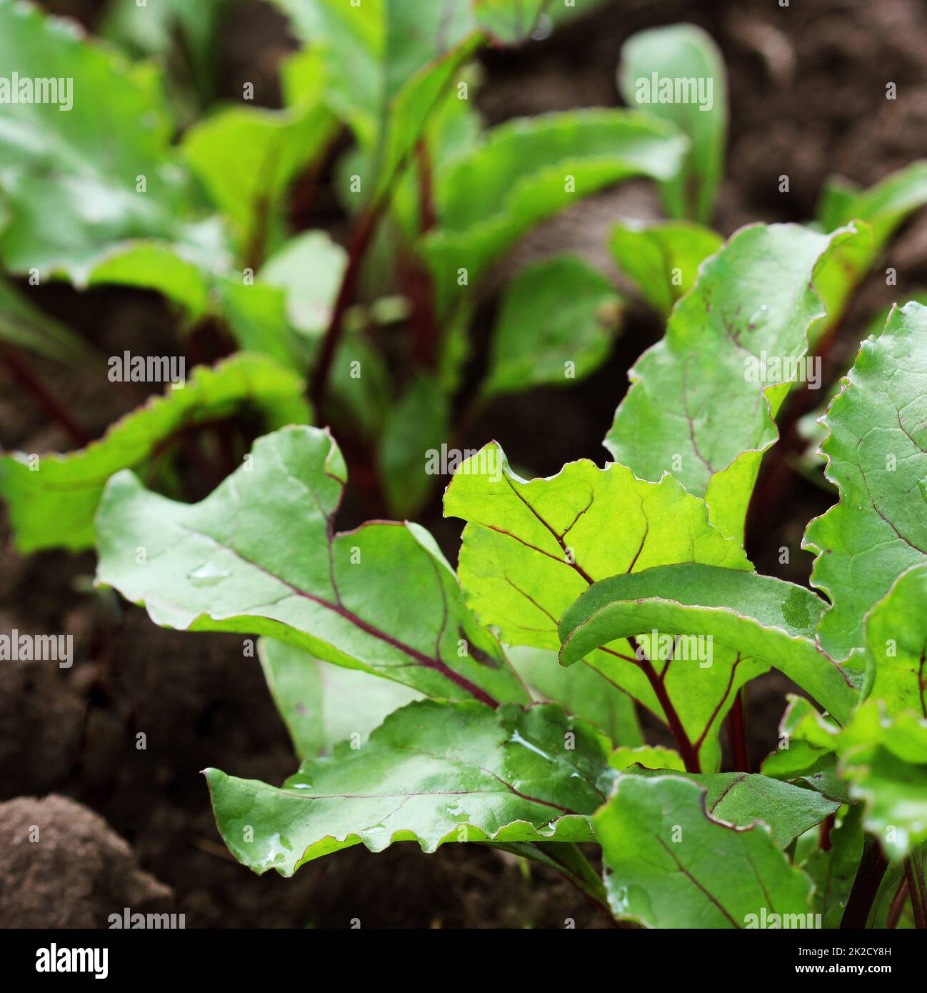 Verde giovane barbabietole piani su un percorso nel giardino vegetale Foto Stock