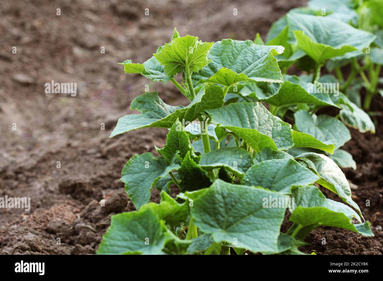 Impianto di cetriolo in crescita in un letto giardino Foto Stock