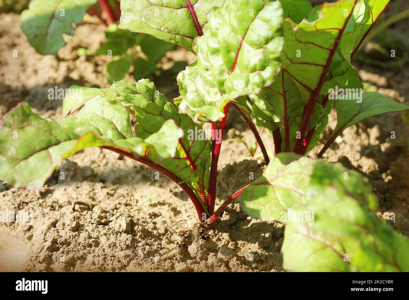 Verde giovane barbabietole piani su un percorso nel giardino vegetale Foto Stock