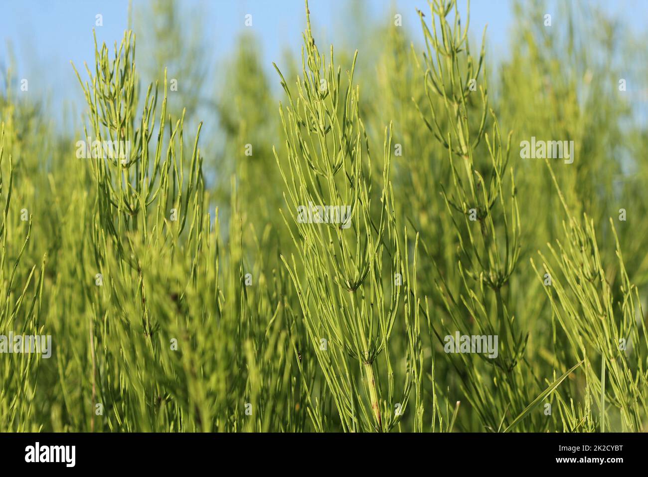 Le piante selvatiche - sfondo verde di equiseto o Tolkachik o Equiseto arvense . Comune di equiseto in primavera Foto Stock