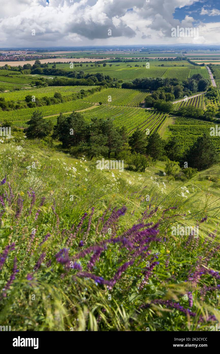 Vigneto vicino Velke Bilovice, Moravia meridionale, Repubblica Ceca Foto Stock