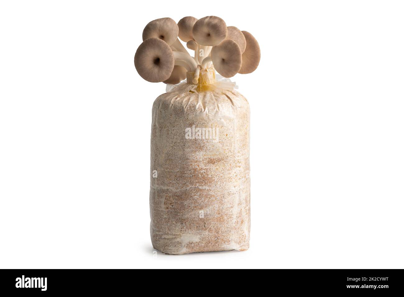 Coltivazione di funghi, ostriche indiane, funghi fenice, ostriche letali sul terreno in sacchetto di plastica isolato su sfondo bianco con percorso di taglio. Foto Stock