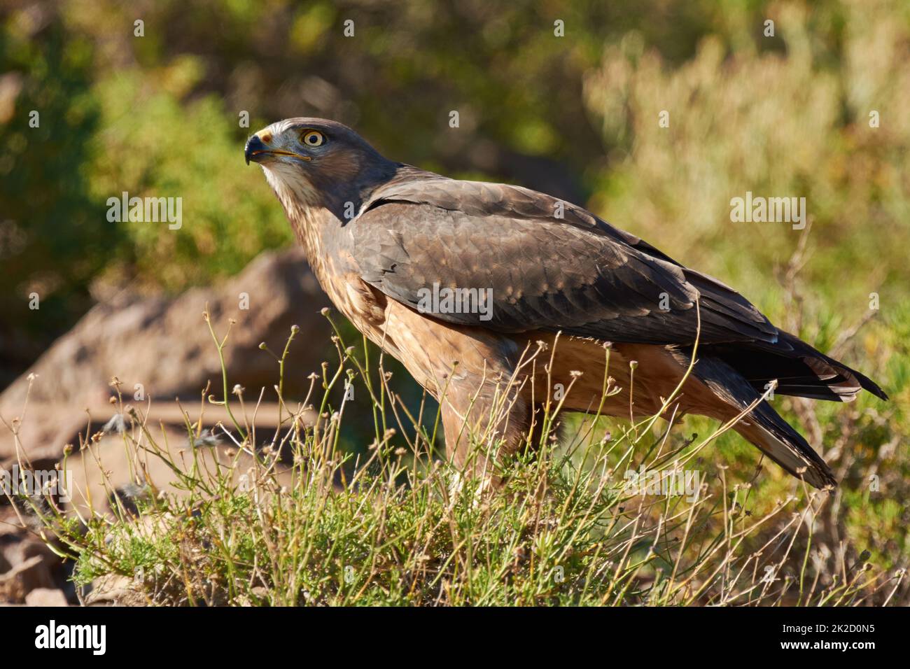 Predator dei cieli - Hawk. Shot di un maestoso uccello di preda. Foto Stock