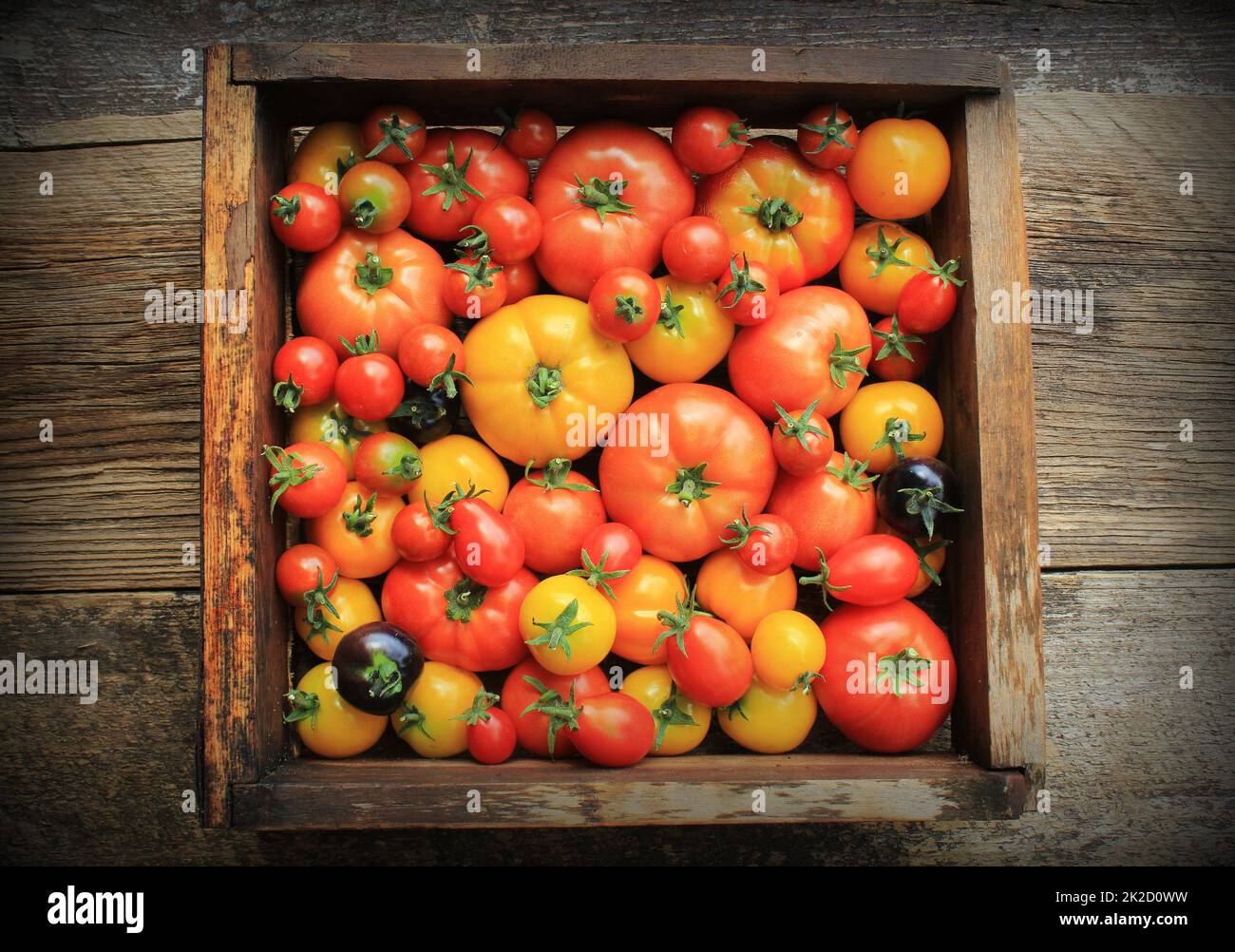 Scatola di legno riempita con vite freschi stagionati cimelio di pomodori dal mercato degli agricoltori Foto Stock