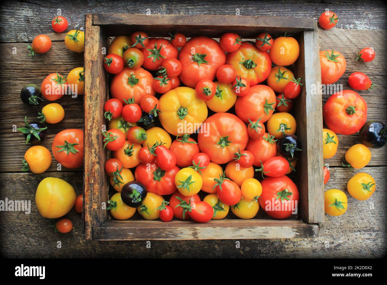 Scatola di legno riempita con vite freschi stagionati cimelio di pomodori dal mercato degli agricoltori Foto Stock