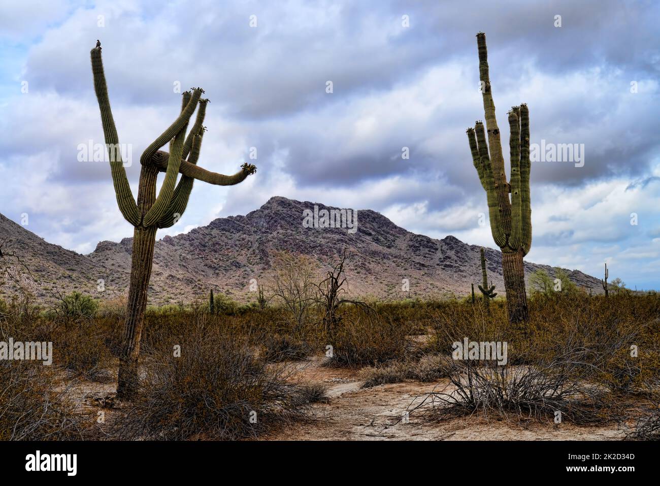 Sonora Desert Arizona San Tan Mountains Foto Stock