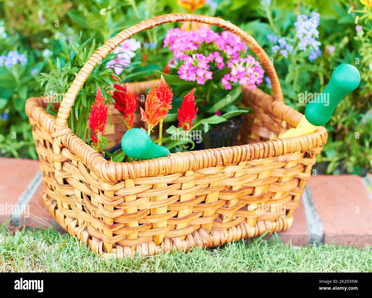 Pronto per piantare in primavera. Primo piano di un cestino giardino pieno di fiori per piantare. Foto Stock