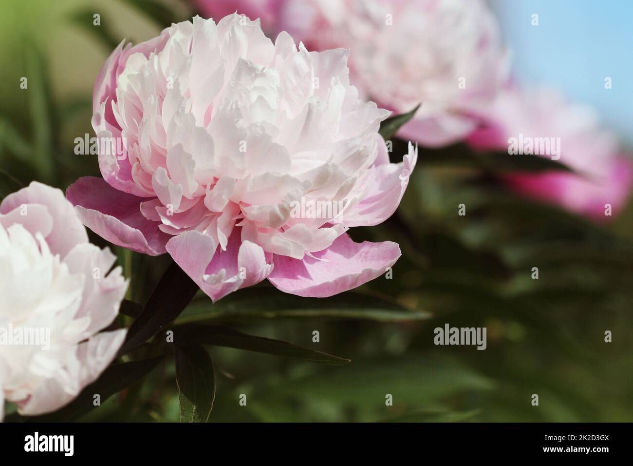 Un bel cespuglio di peonia fiorente con fiori rosa nel giardino Foto Stock