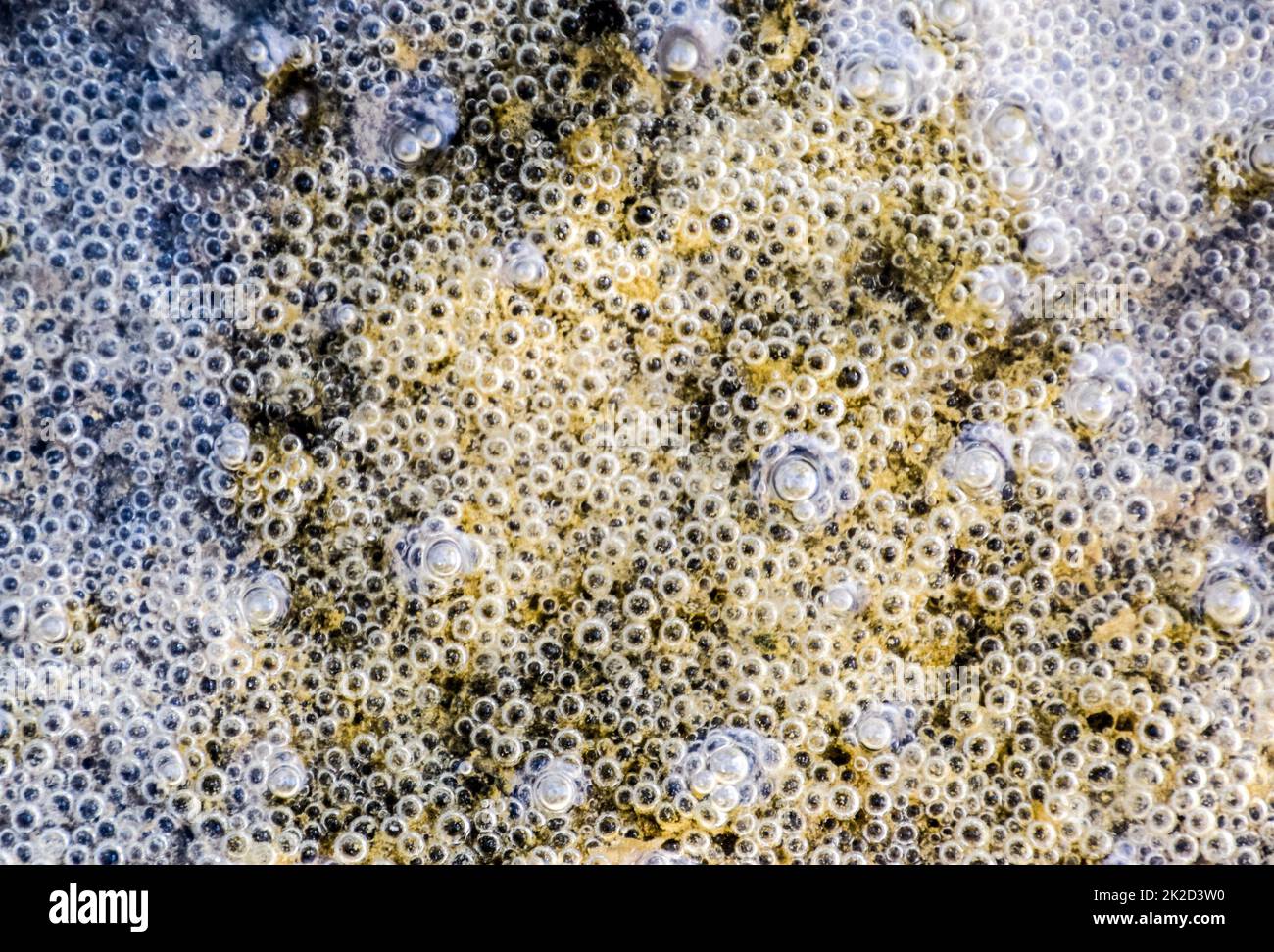 Le bolle di aria nel fango e limo sotto l'acqua. Sfondo di bolle, texture di superficie. Foto Stock