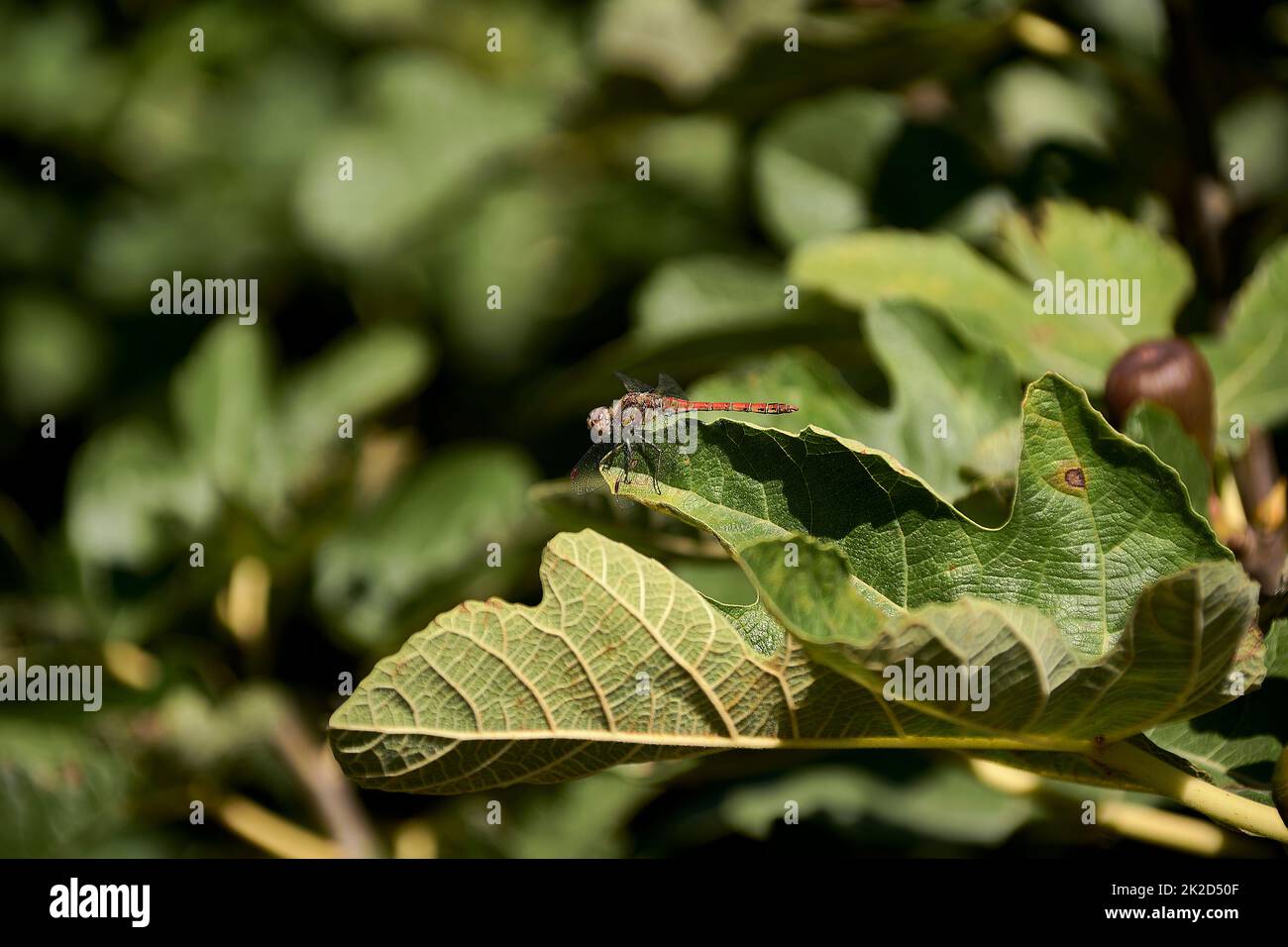 Una piccola libellula su foglia di fico verde Foto Stock