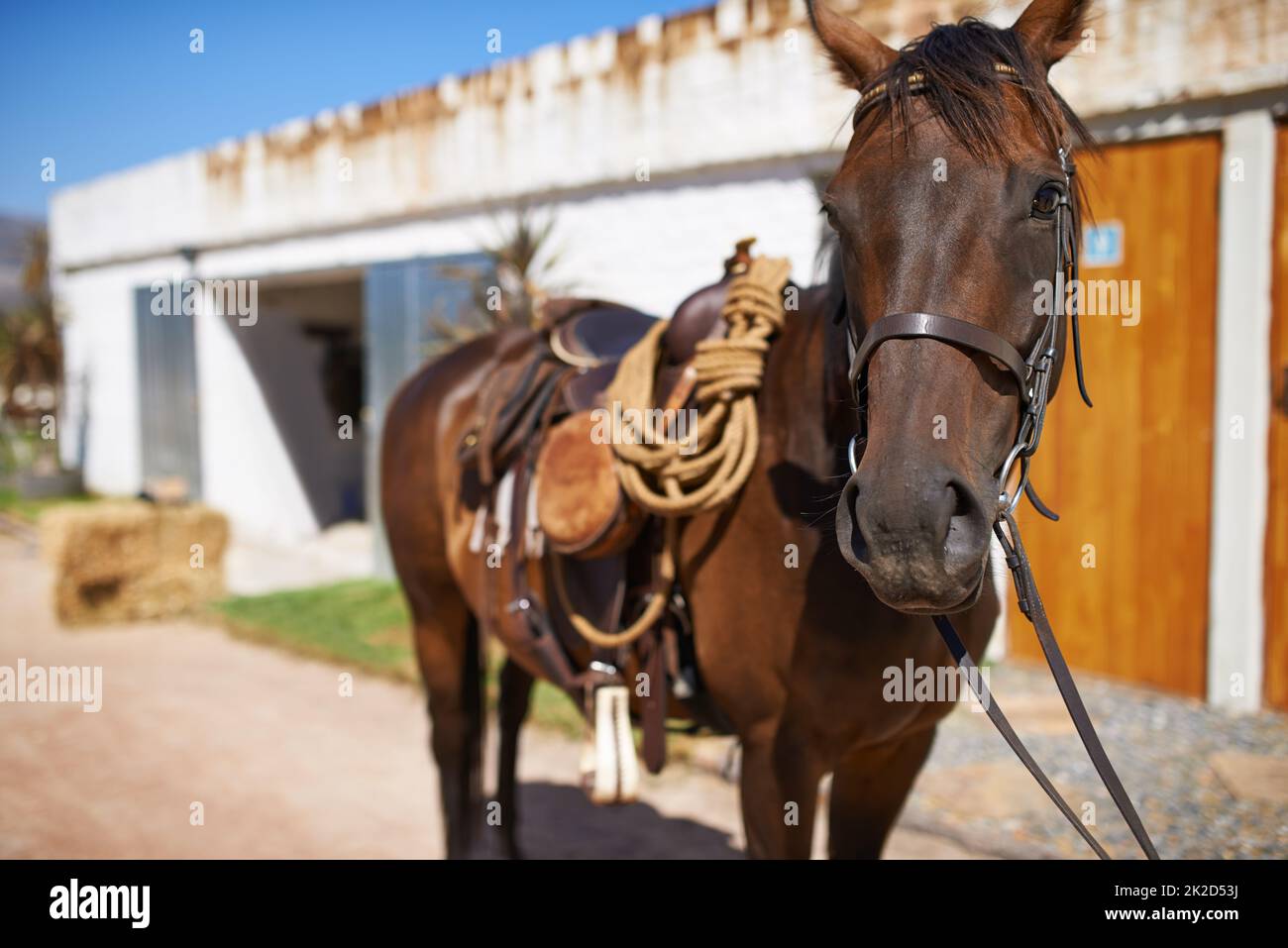 Chi vuole andare per un giro. Scatto di un bel cavallo marrone in piedi davanti alle porte stalle. Foto Stock