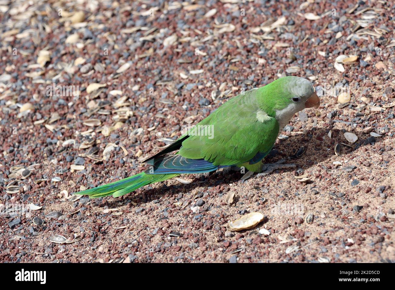 MÃ¶nchssittich (Myiopsitta monachus), Fuerteventura, Spanien, Solana Maturral Foto Stock