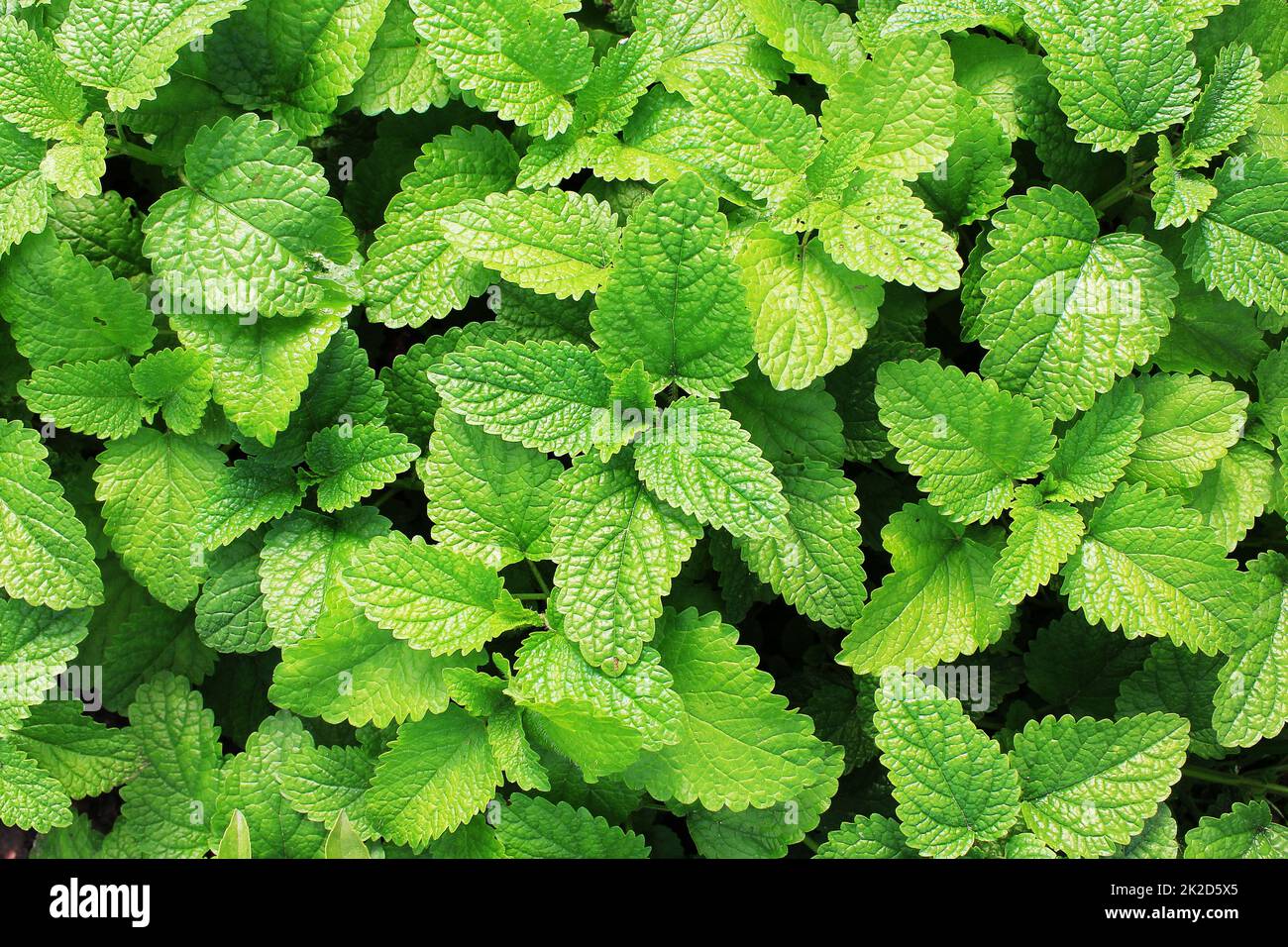 Fresco verde menta piante in crescita nel campo Foto Stock