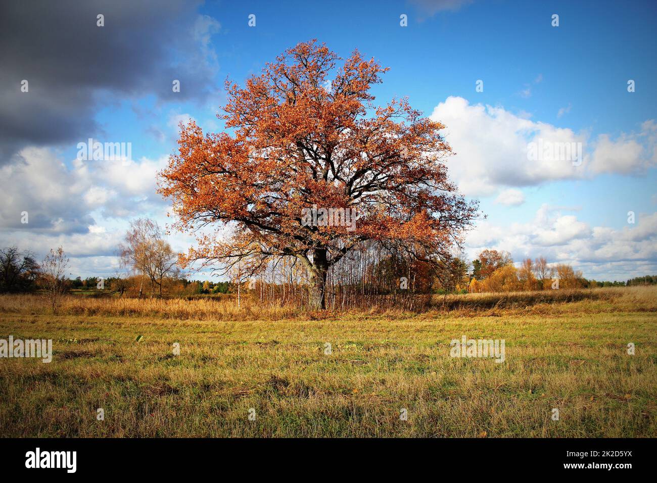 Lonely splendido Oak tree. Paesaggio autunnale. Foto Stock