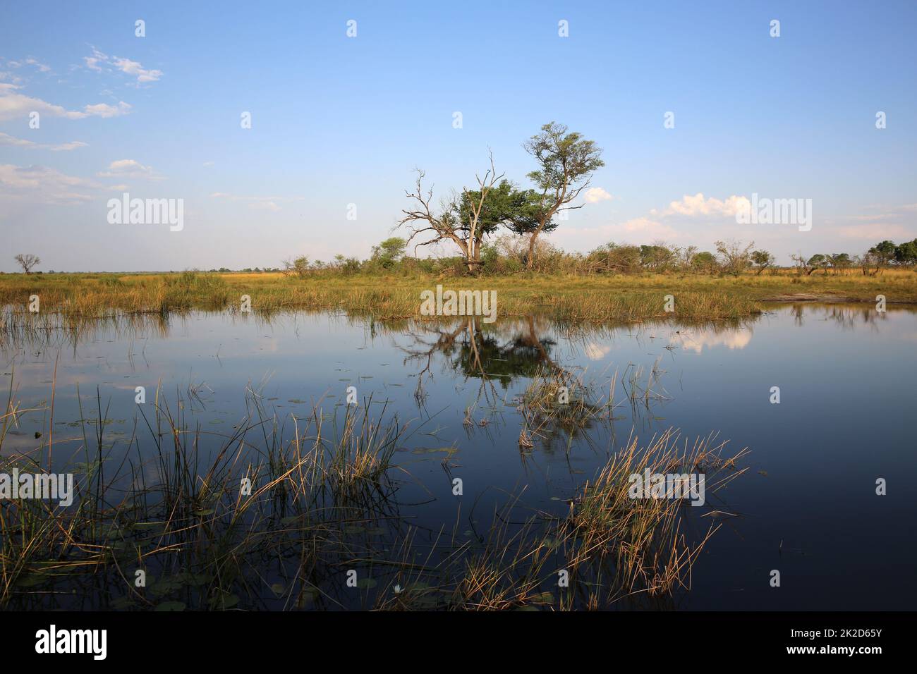 Fiume Okavango in Namibia Foto Stock