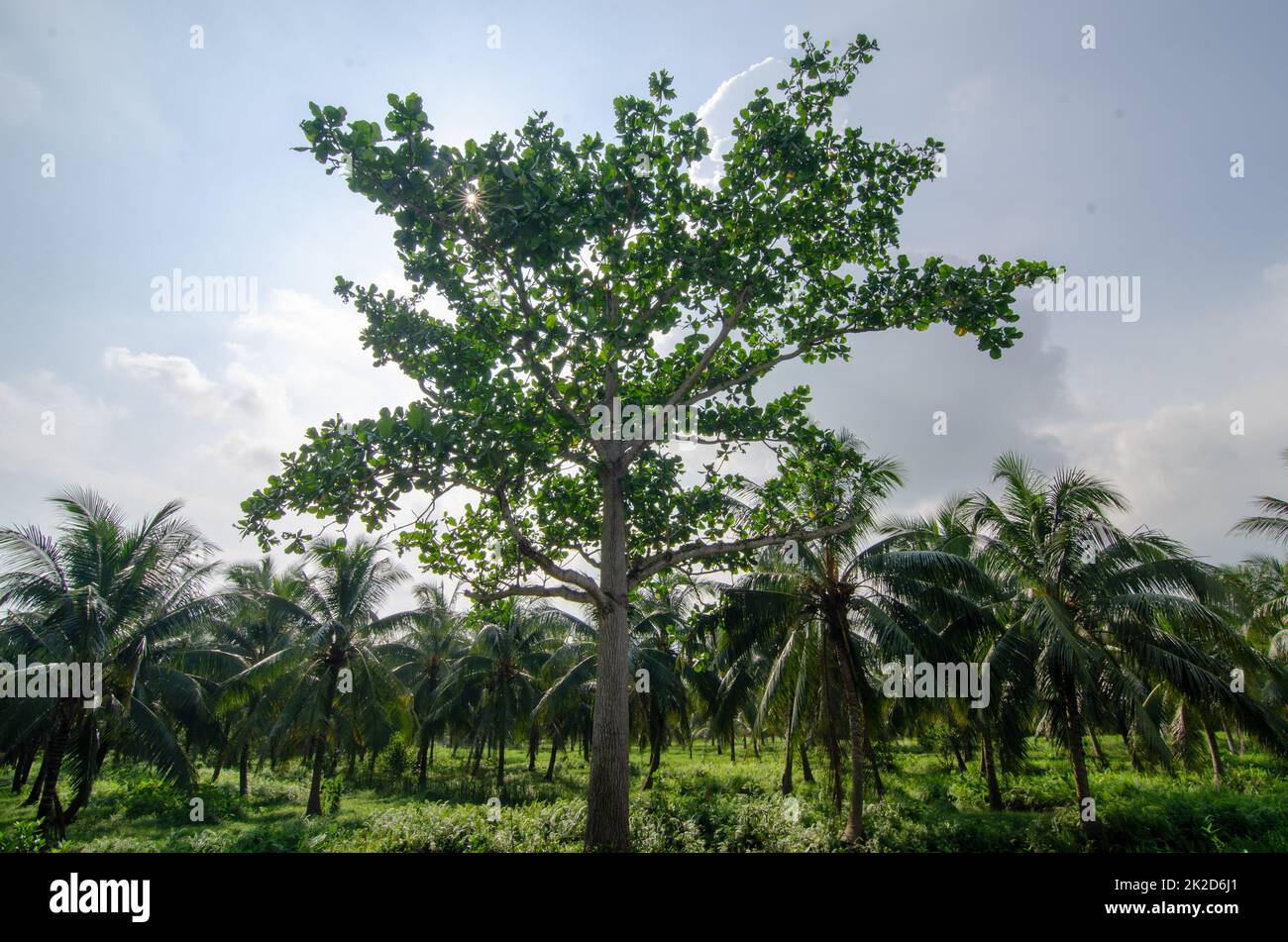 Alberi verdi alla piantagione di cocco Foto Stock