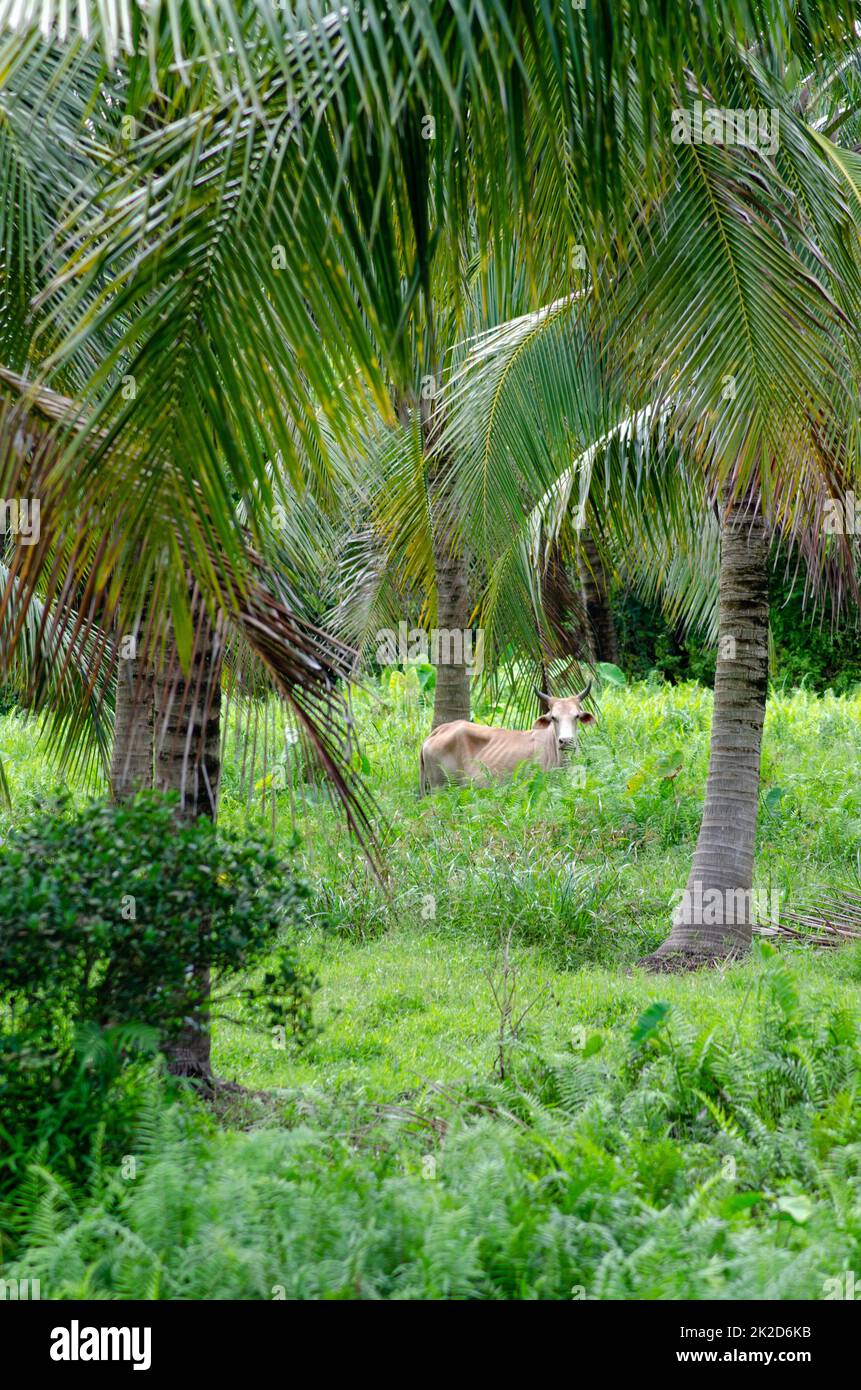 Le mucche sono in piedi nel campo verde degli alberi di cocco. Foto Stock