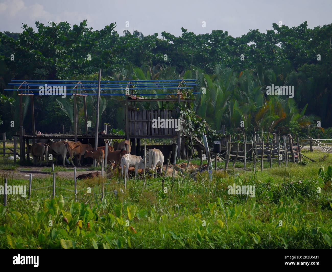 Mucche è soggiorno in fattoria Foto Stock