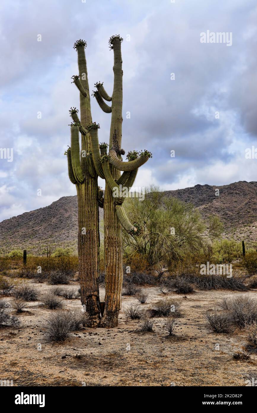 Saguaro Cactus cereus giganteus Arizona Foto Stock