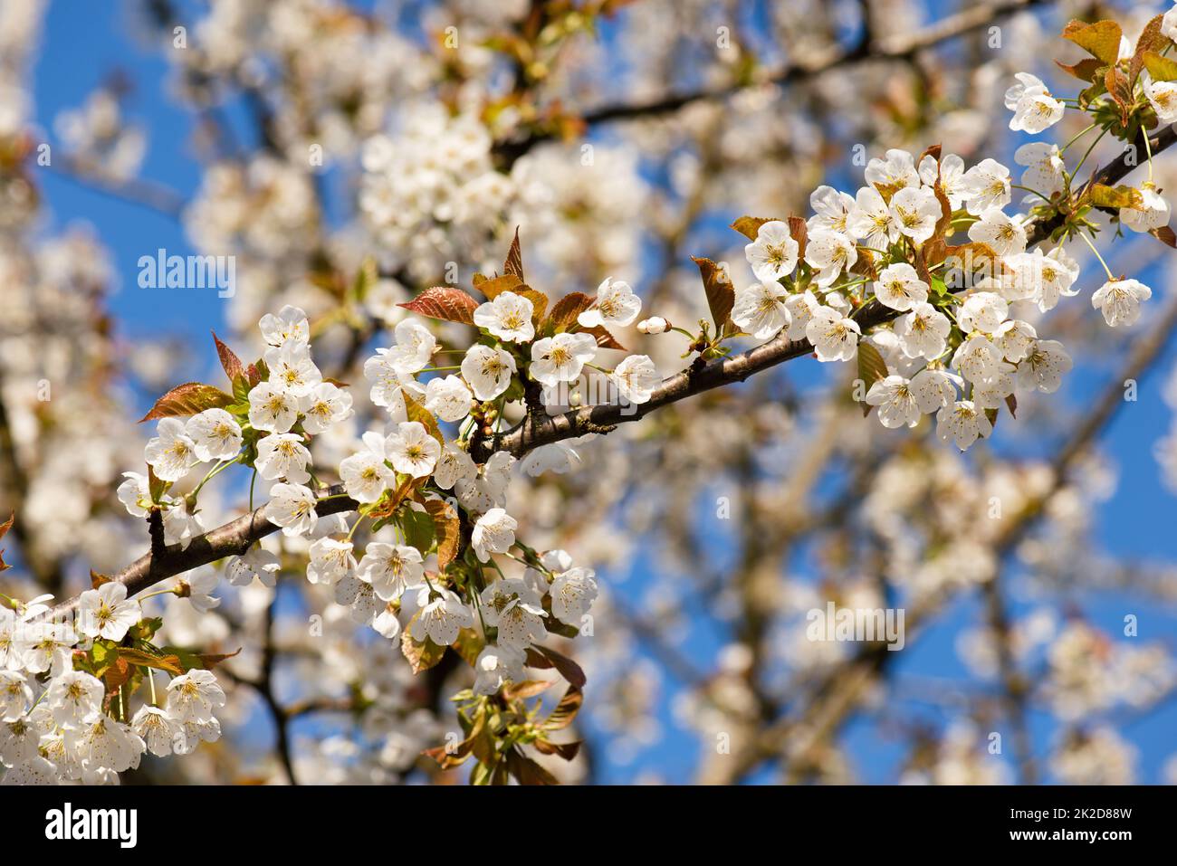 Fiori di ciliegio in primavera, cielo blu, primavera stagione, botanica Foto Stock