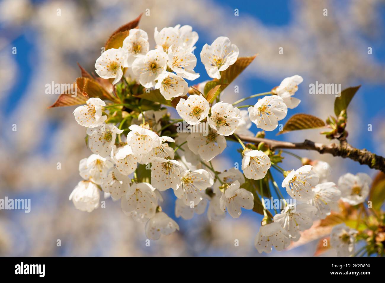 Fiori di ciliegio in primavera, cielo blu, primavera stagione, botanica Foto Stock