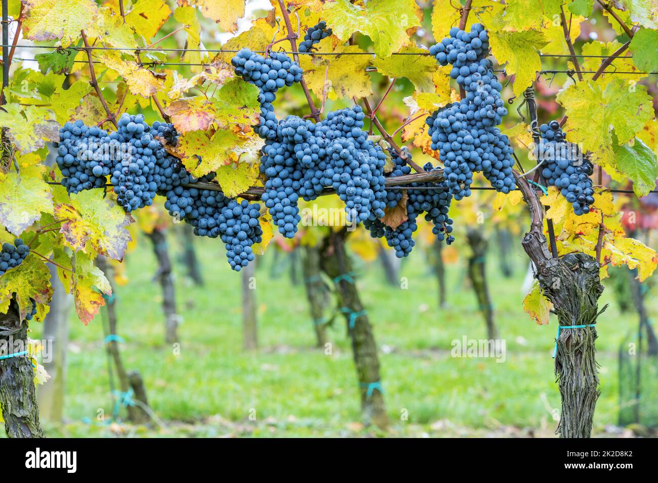 Uve Blu Cabernet Moravia in vigna d'autunno, Moravia meridionale, Repubblica Ceca Foto Stock