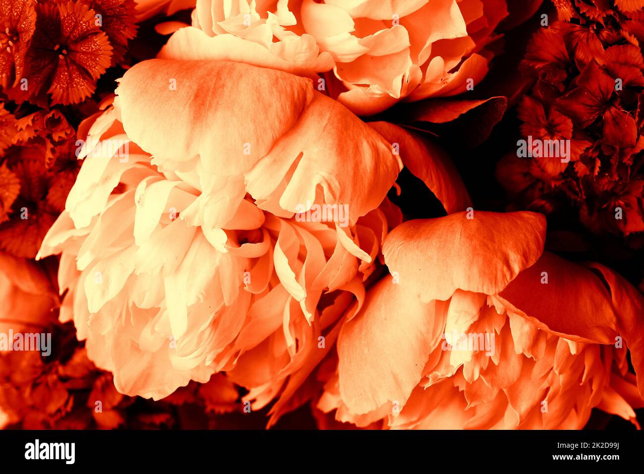 Bella primavera sfondo motivo con fiore rosso . Primo piano di fiori di peonia Foto Stock