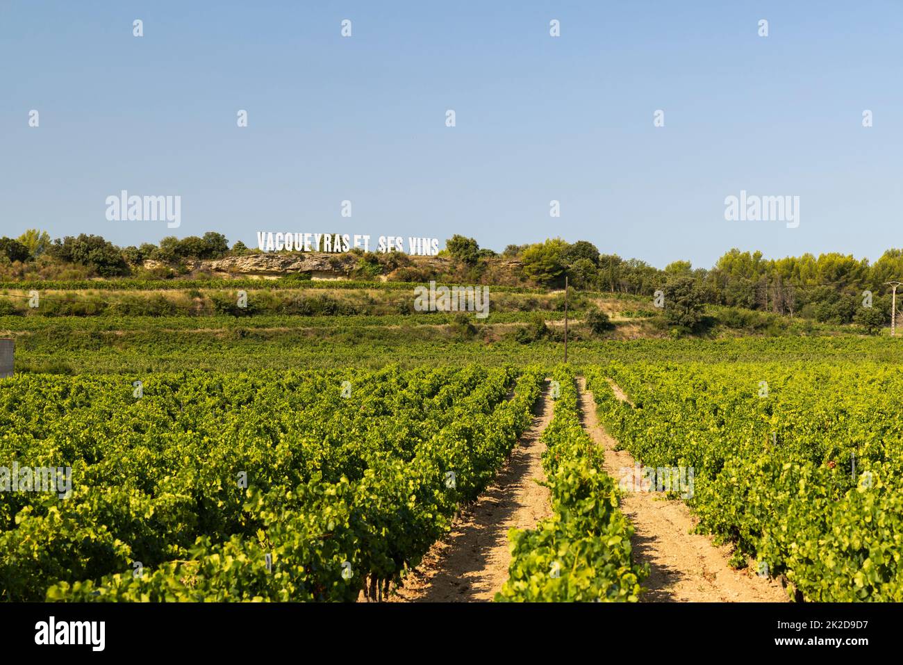 Vigneto tipico vicino a Vacqueyras, Cotes du Rhone, Francia Foto Stock