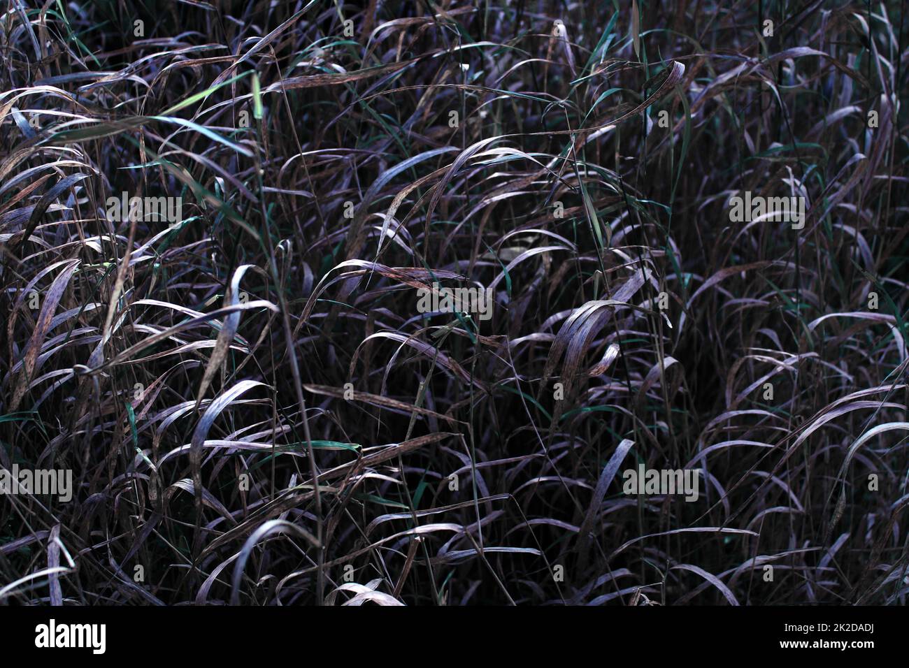 Una texture di erba nera Foto Stock