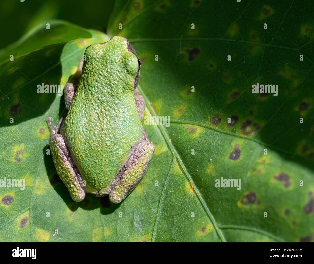 Tree Frog arroccato su una foglia di pianta alla luce del sole. Foto Stock