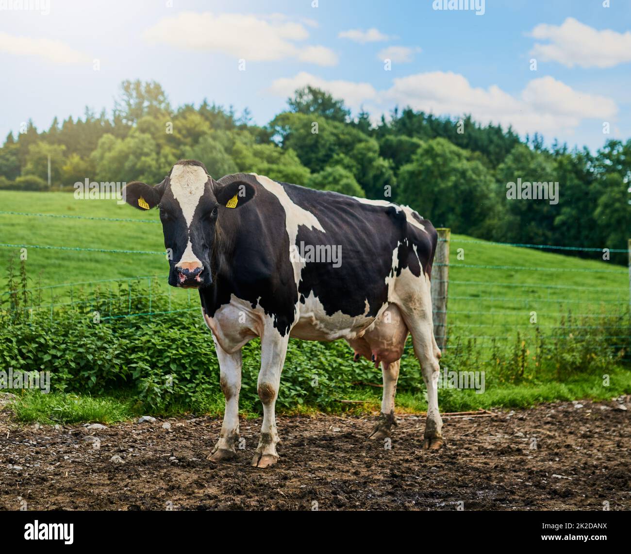 Moooo. Sparo a tutta lunghezza di una mucca in piedi su una fattoria di latte. Foto Stock