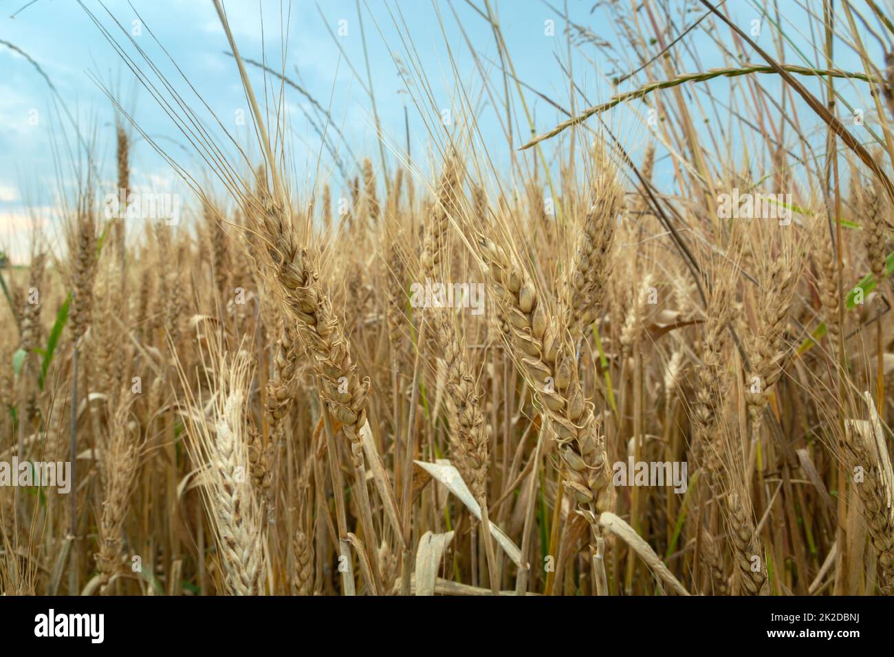 Orecchie di primo piano di grano e cielo nuvoloso Foto Stock