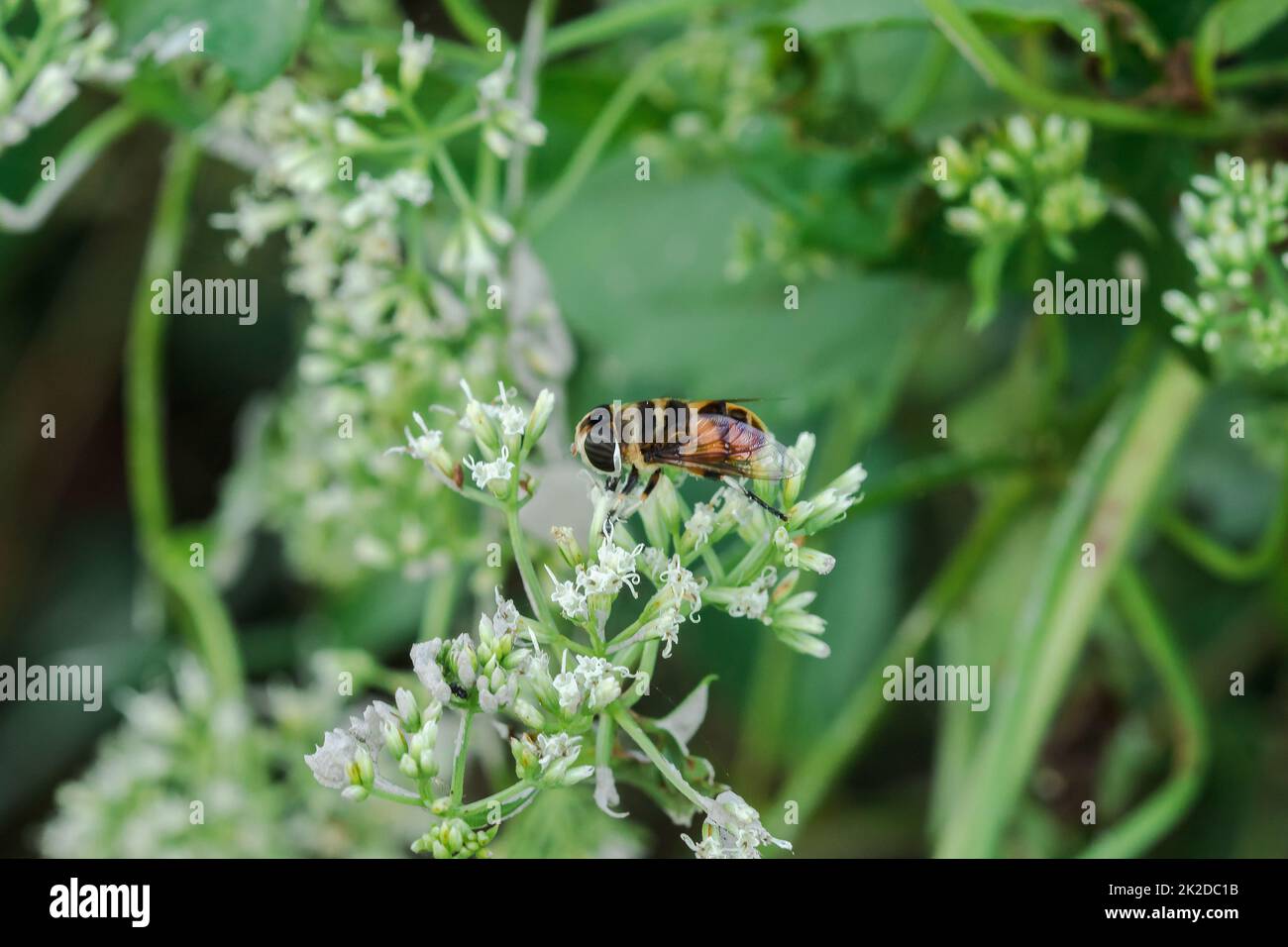 Le api sui fiori bianchi succhiano l'acqua dolce. Foto Stock